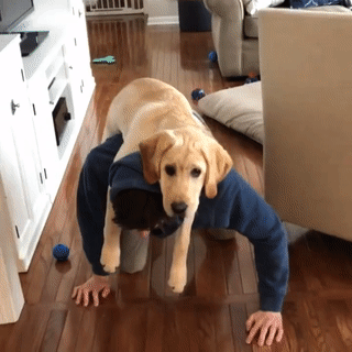 주인님이 너무나 좋은 댕댕이들.gif | 인스티즈