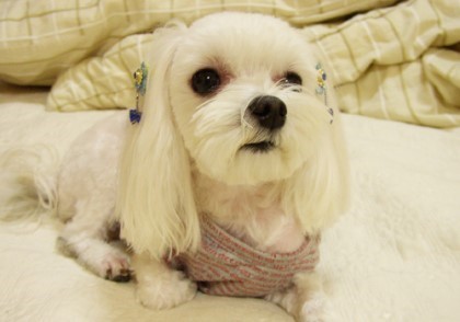 애완동물로 더 선호하는 것은? 강아지 vs 고양이 | 인스티즈