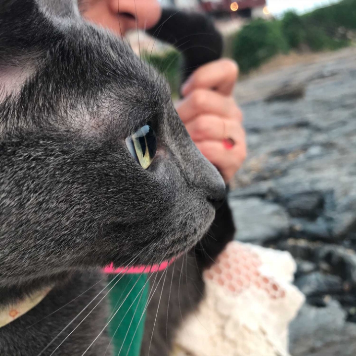 고양이들의 눈동자 | 인스티즈