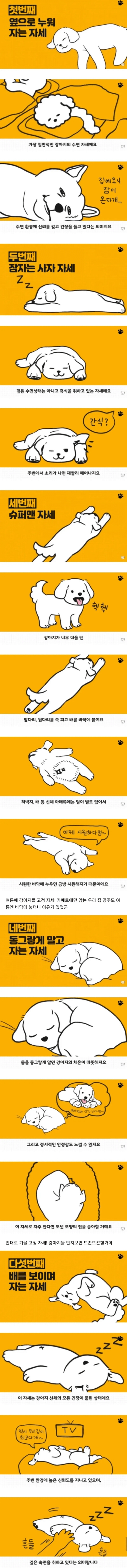 댕댕이 수면 자세.JPG | 인스티즈