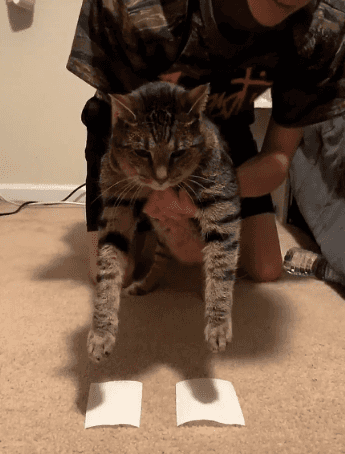 고장난 고양이들 | 인스티즈