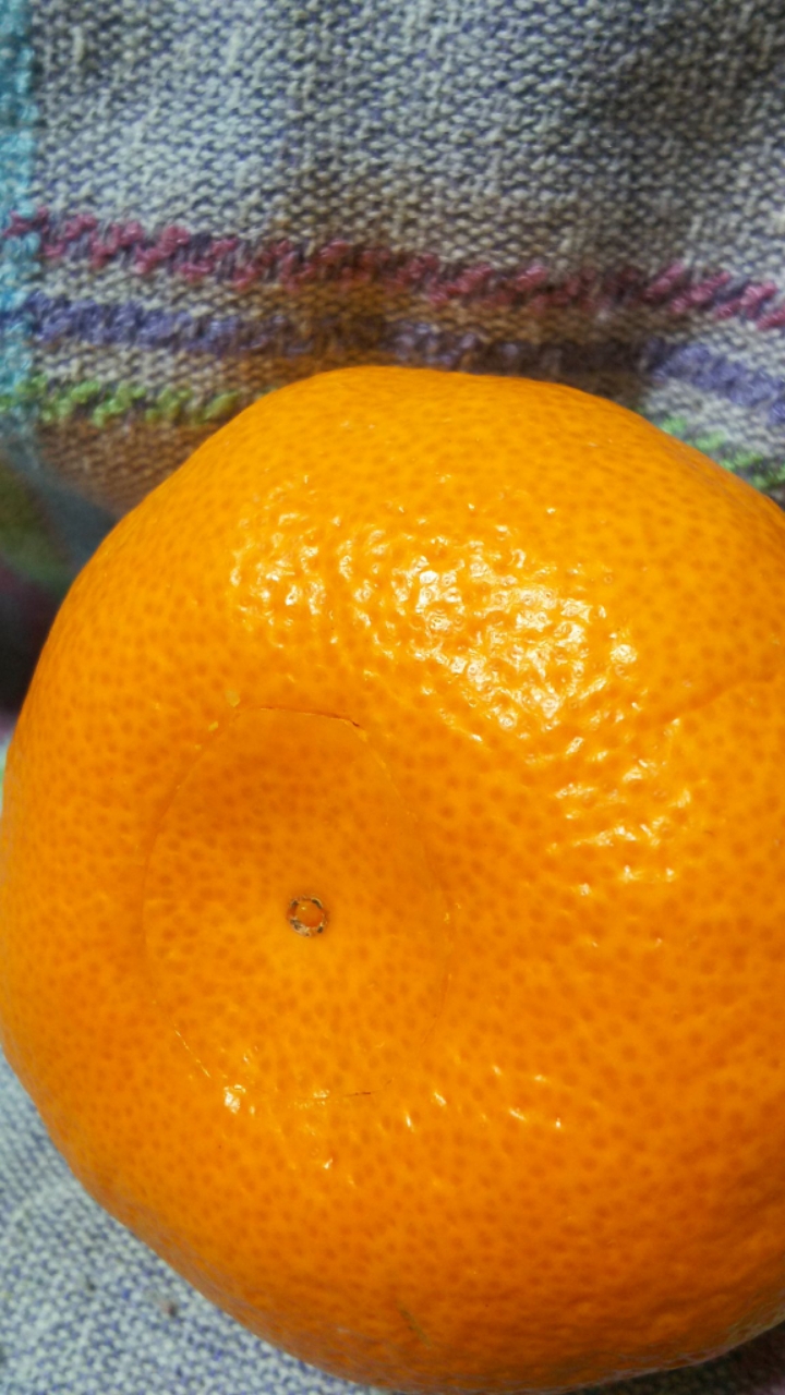 귤로 사람 놀리는 방법....jpg | 인스티즈