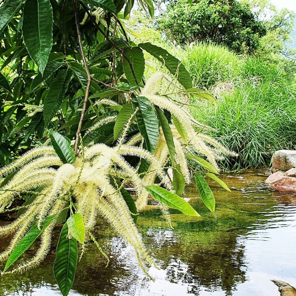 밤나무에 핀 밤꽃.........jpg | 인스티즈