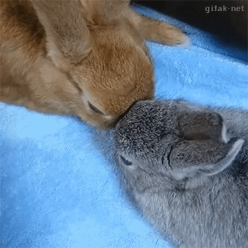 서로 머리 맞대는 토끼들.gif | 인스티즈