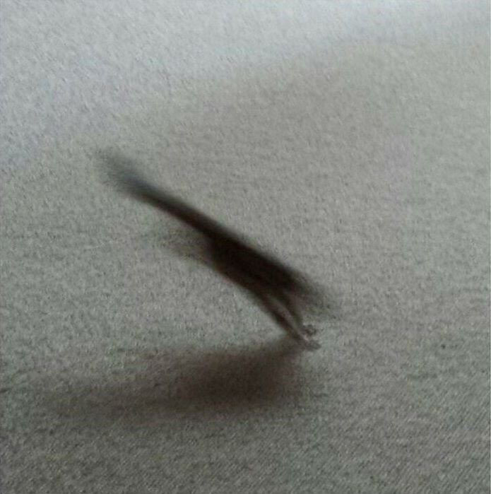 집에서 키우는 다람쥐사진 ㄷㄷ.JPG | 인스티즈