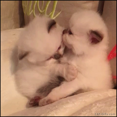 별 내용은 없고 그냥 새끼고양이 움짤들입니다 | 인스티즈