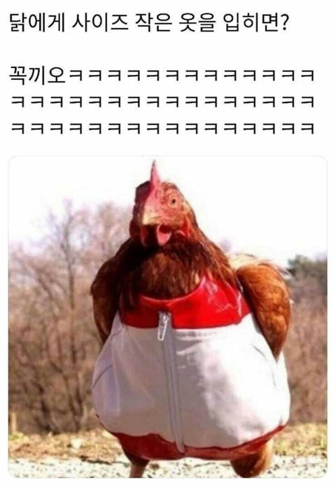 동물개그 모음집.JPG | 인스티즈