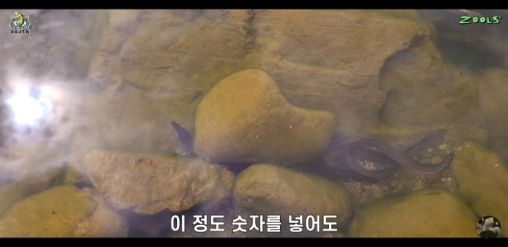 직접 만든 연못에 새로운 어종 추가하는 유튜버.jpg | 인스티즈