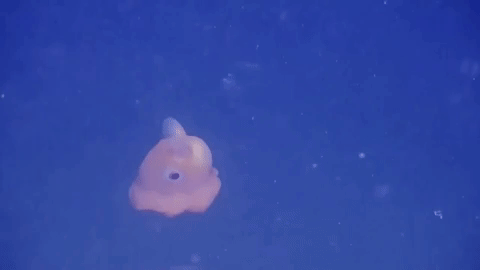 심해에 사는 귀여운 덤보문어...gif | 인스티즈