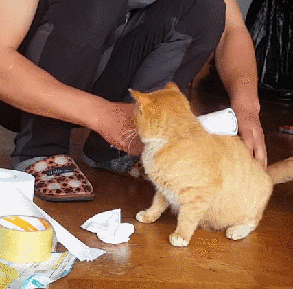 돌돌이로 고양이 털 정리해주다가 물린 고알못 아저씨.gif | 인스티즈