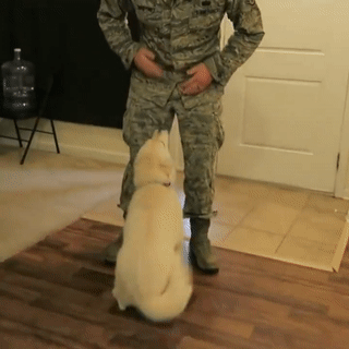 주인님이 너무나 좋은 댕댕이들.gif | 인스티즈