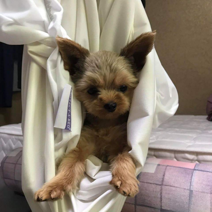 심장을 폭행하는 댕댕이 | 인스티즈