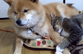 고양이 팔베개 해주는 시바 댕댕이.gif | 인스티즈