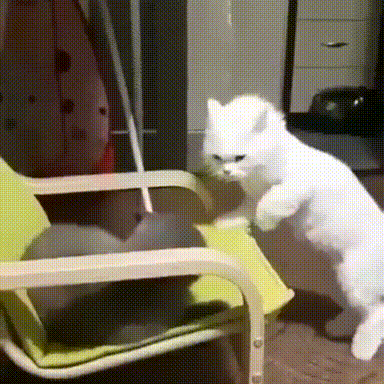 진짜 왜 이러는 걸까 싶은 좆냥이 스페셜.gif | 인스티즈