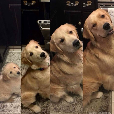 리트리버 성장과정 | 인스티즈