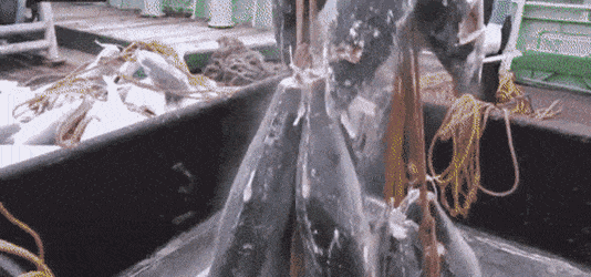 참치통조림 만드는과정 | 인스티즈