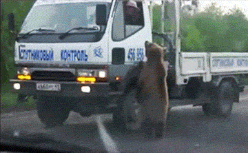 이젠 이유알기도 귀찮고 그냥 평화로운 일상임.gif | 인스티즈