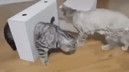 고장난 고양이들 | 인스티즈