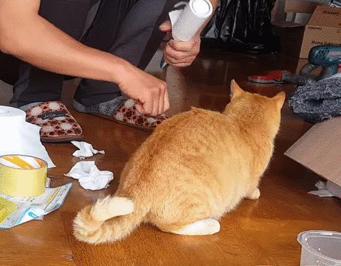 돌돌이로 고양이 털 정리해주다가 물린 고알못 아저씨.gif | 인스티즈