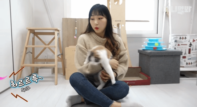 냥이의 급식시간.gif | 인스티즈