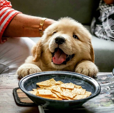 커여운 인절미들 | 인스티즈