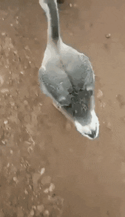 힙한 오리.gif | 인스티즈