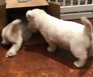 짱짱귀 댕댕이들 | 인스티즈