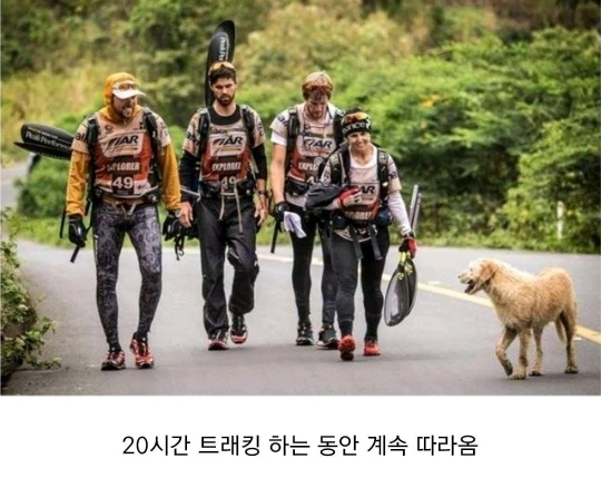 버려진 골든 댕댕이 | 인스티즈