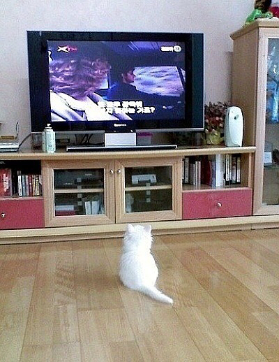 털뭉치같은 고양이들 | 인스티즈