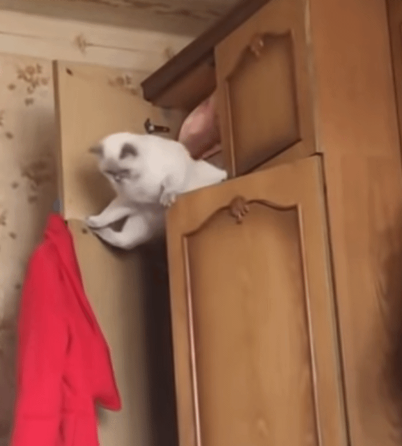 고양이 찍다가 빵터짐 ㅋㅋㅋㅋㅋㅋㅋㅋㅋㅋㅋㅋㅋㅋㅋㅋ | 인스티즈