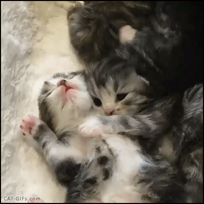 별 내용은 없고 그냥 새끼고양이 움짤들입니다 | 인스티즈