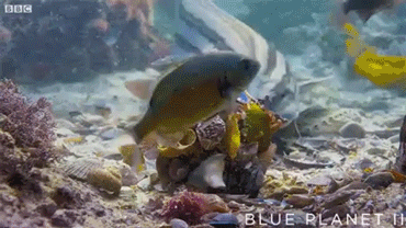 문어가 위장하는법 | 인스티즈