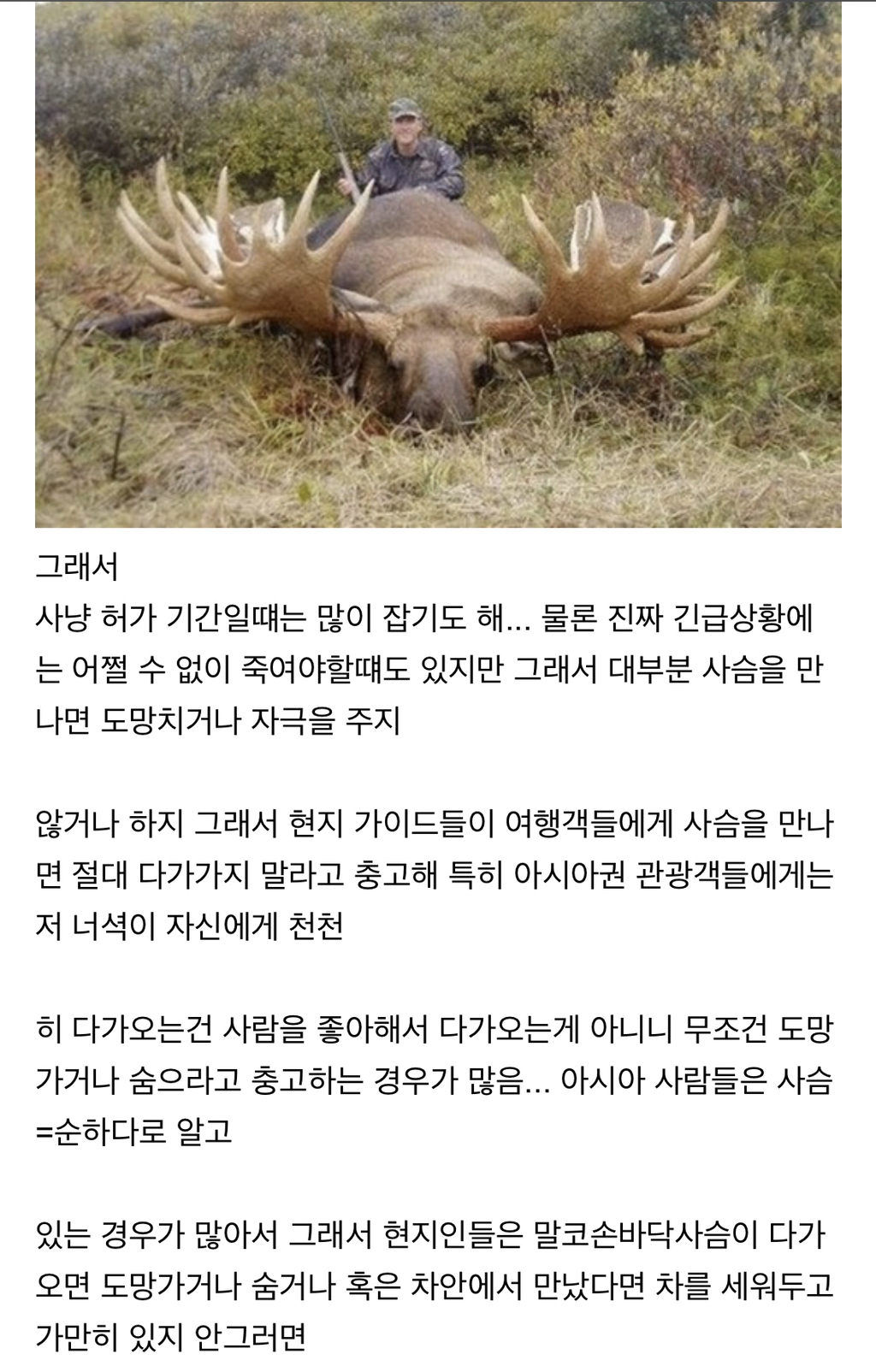 시슴....시슴을 조심하십시오...! | 인스티즈