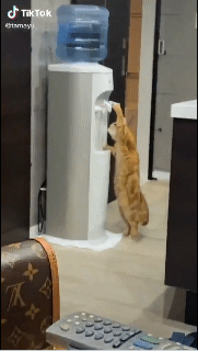 정수기로 물 먹는 고양이.gif | 인스티즈