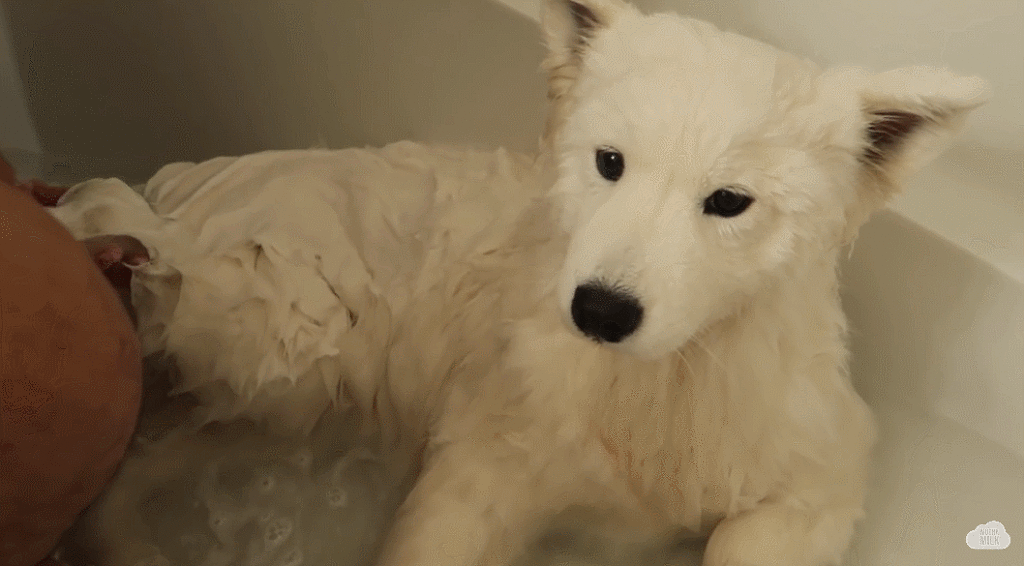 세상 순한 사모예드 댕댕이 목욕 시키기.jpgif | 인스티즈
