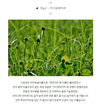 특이한 식물 이름 | 인스티즈