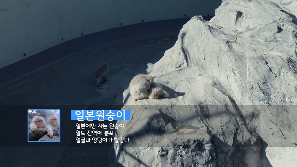 일본인이 밝히는 일본 원숭이의 암수 구분법 | 인스티즈