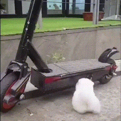 댕댕이의 첫출근.gif | 인스티즈