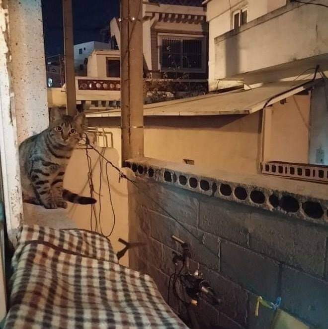 고양이들에게 소문난 집 | 인스티즈