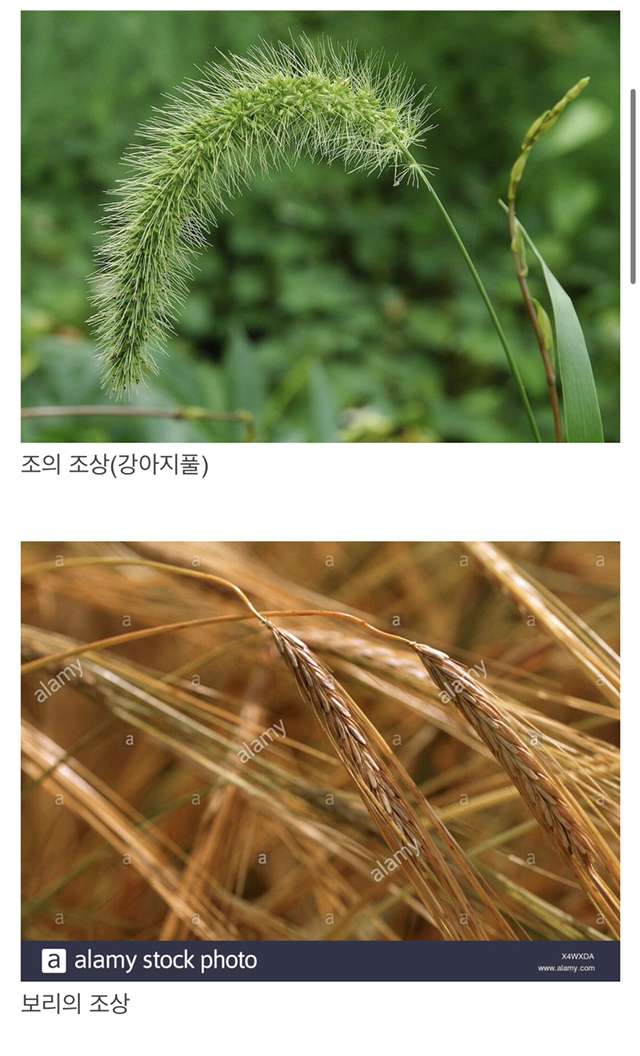 우리가 먹는 곡식들의 조상 | 인스티즈