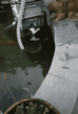 물에빠진 냥이 구해주는 착한 댕댕이.gif | 인스티즈