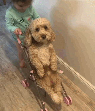 눈치 보는 댕댕이들.jpg | 인스티즈