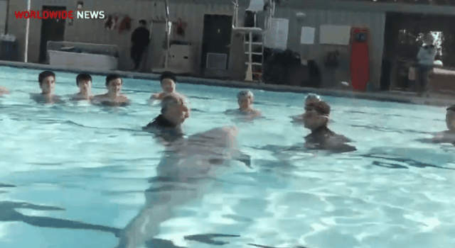 학대 논란 없는 돌고래쇼 돌고래.jpgif | 인스티즈