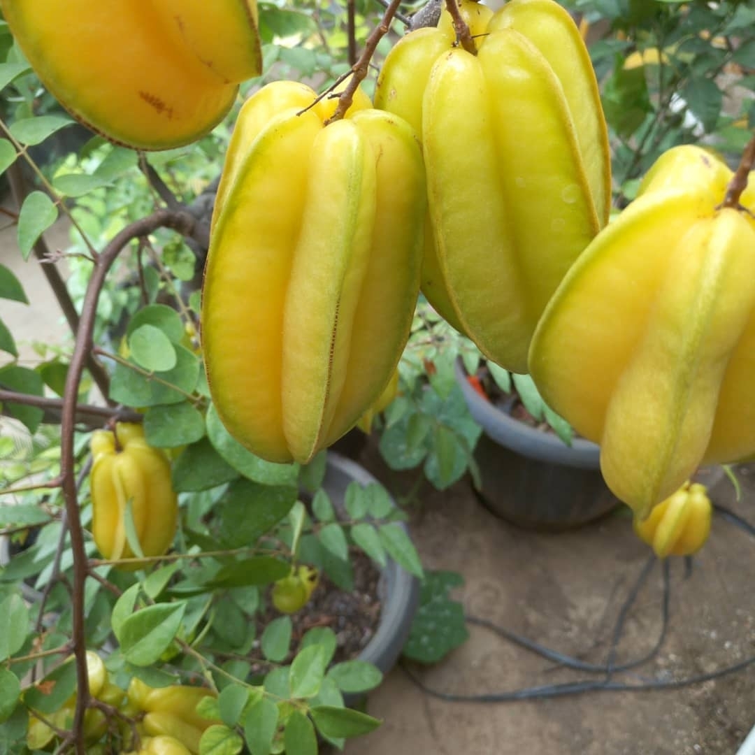 이름값 제대로 한다는 과일.........jpg | 인스티즈