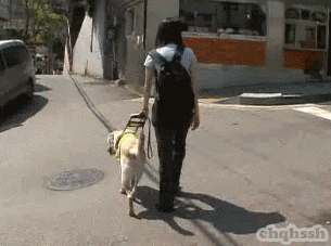 맹인안내견 거부하는 일부식당 | 인스티즈