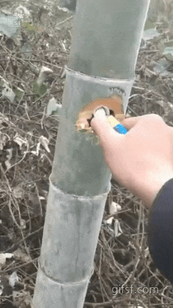 폭죽때문에 터진 대나무 | 인스티즈