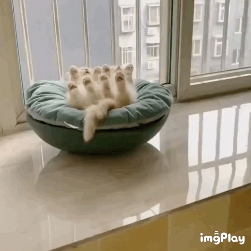 핑크젤리 이미지