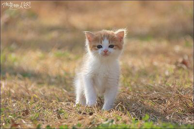 디씨에서 난리났었던 마당에서 찍은 새끼 고양이.jpg | 인스티즈