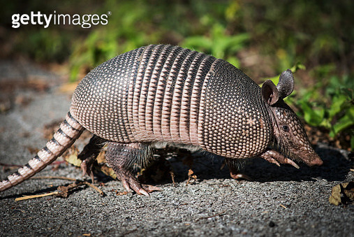 아르마딜도 | 인스티즈