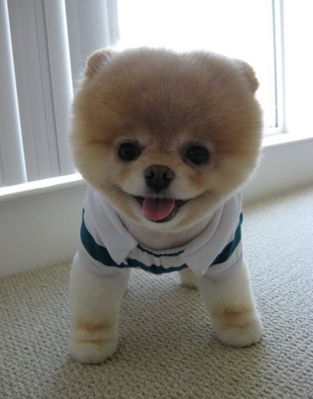 애완동물로 더 선호하는 것은? 강아지 vs 고양이 | 인스티즈